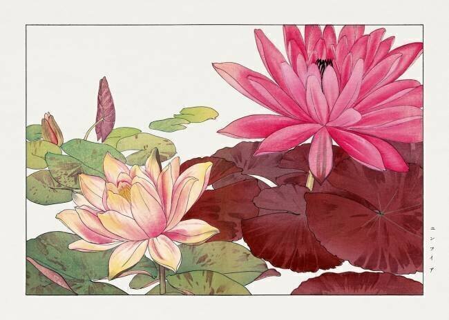 Nymphaea lotus Tanigami Kônan