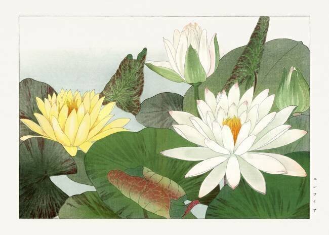 Nymphaea lotus Tanigami Kônan