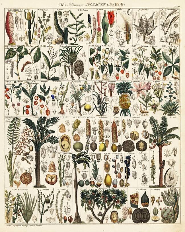 Palm tree and tropical species including sago, coconut, breadfruit, pepper, pineapple, agave, sea coconut, areca, manicaria anonyme
