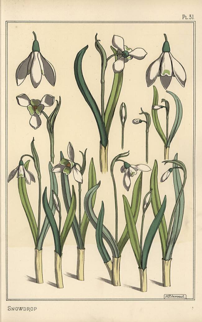 Perce-neige Eugène Grasset