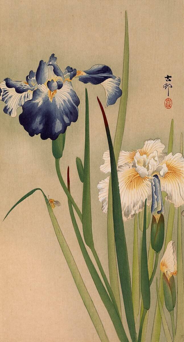 Petit insecte sur les iris en fleurs Ohara Koson