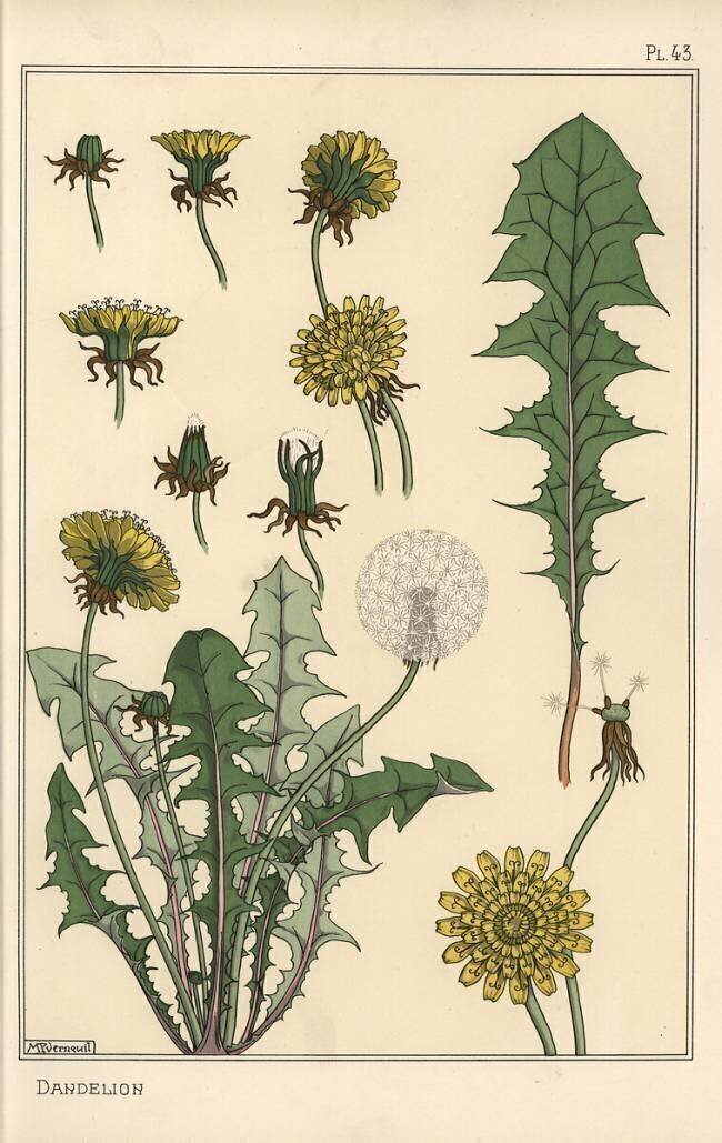 Pissenlit Eugène Grasset