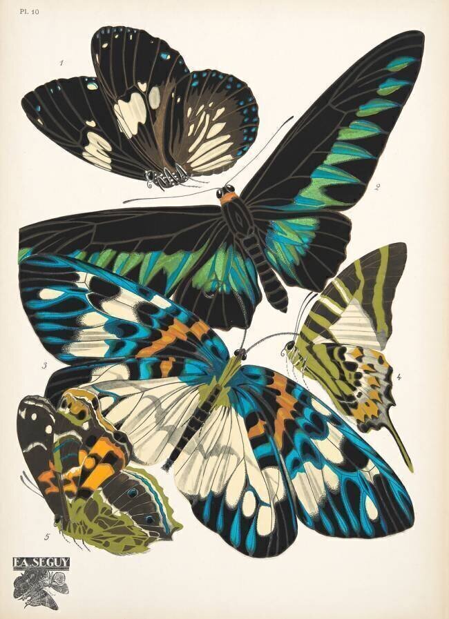 Planche n°10 des "Papillons", vers 1925 Émile-Allain Séguy