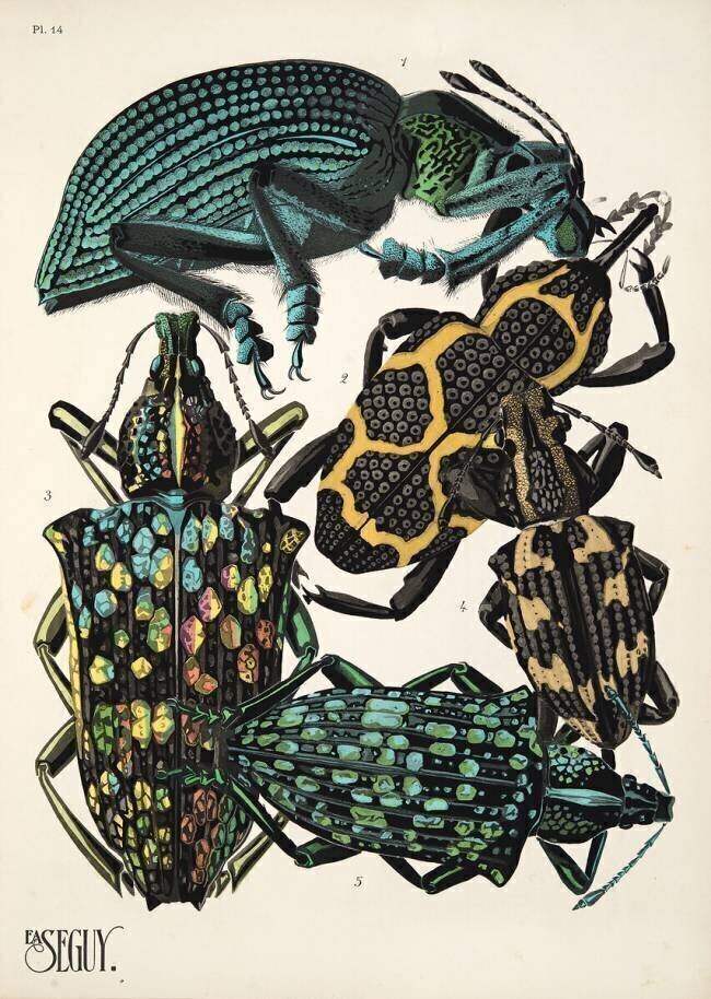 Planche n°14 des "Insectes", vers 1930 Émile-Allain Séguy