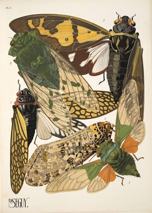 Planche n°2 des "Insectes", vers 1930 Émile-Allain Séguy