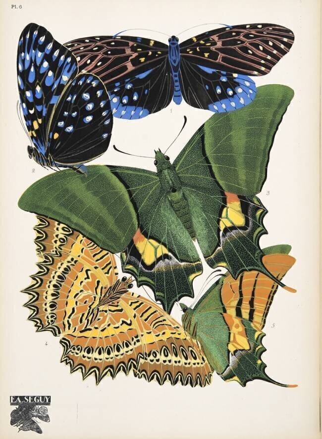 Planche n°6 des "Papillons", vers 1925 Émile-Allain Séguy