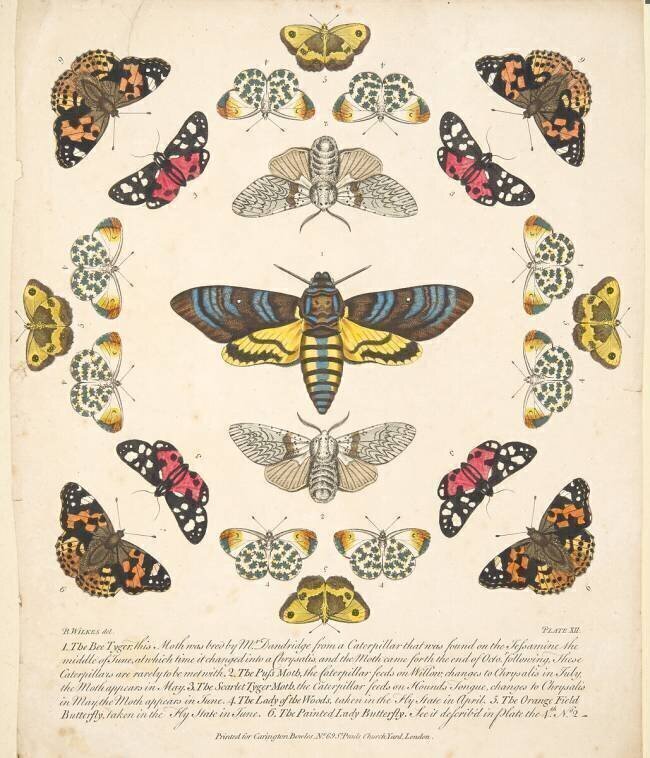 Planche XII, tirée de A Rare Depiction of Butterflies and Moths Benjamin Wilkes