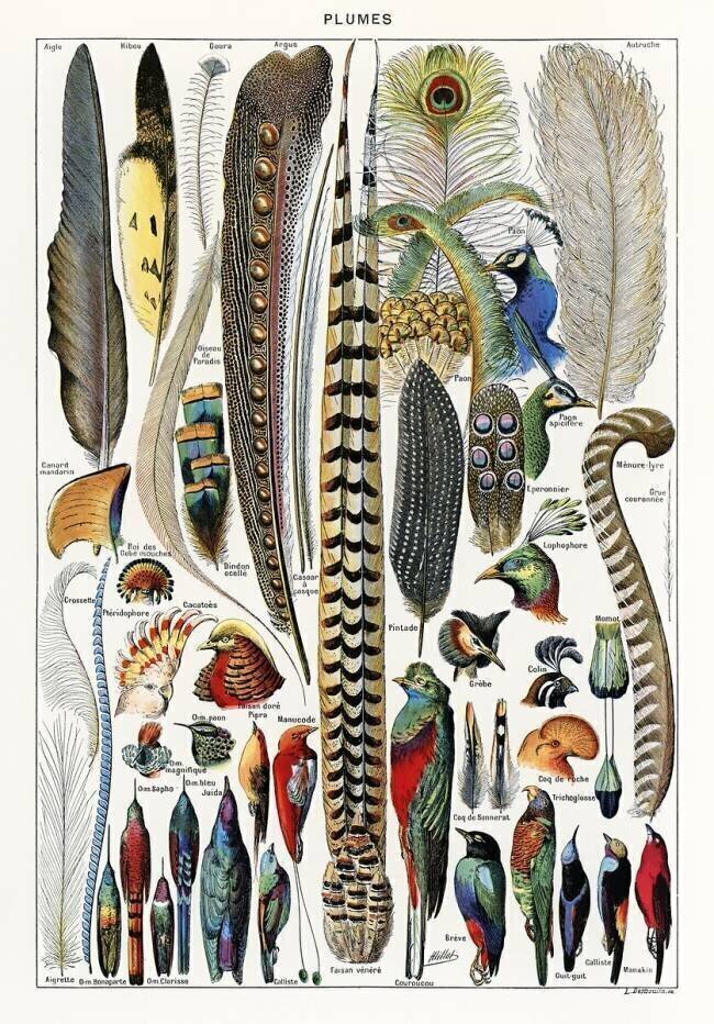 Plumes Adolphe Millot