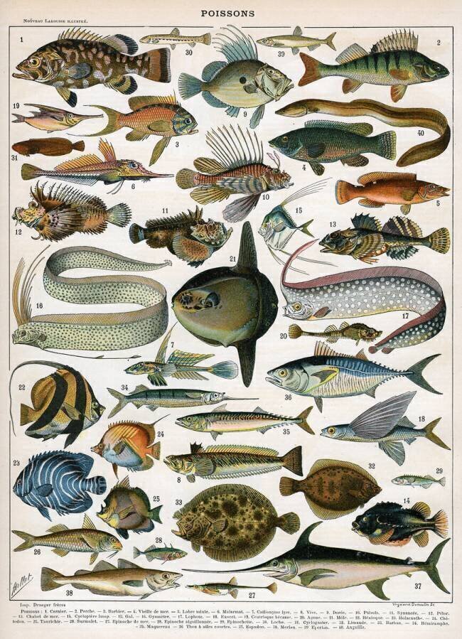 Poissons anonyme