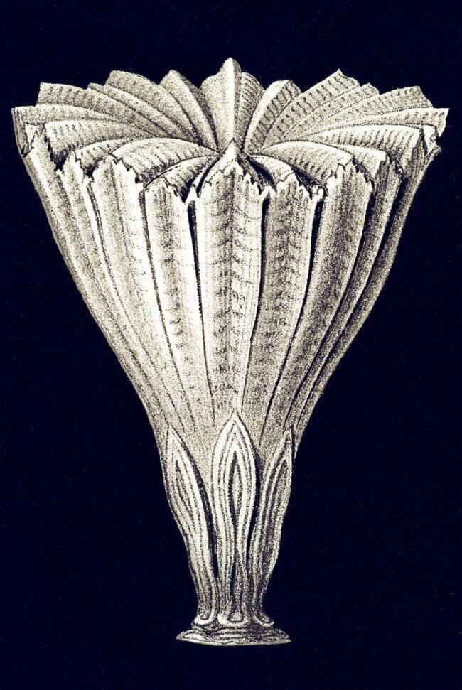 Rhizotrochus fragilis Ernst Haeckel
