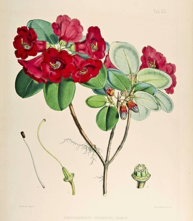 Rhododendron thomsonii Joseph Dalton Hooker