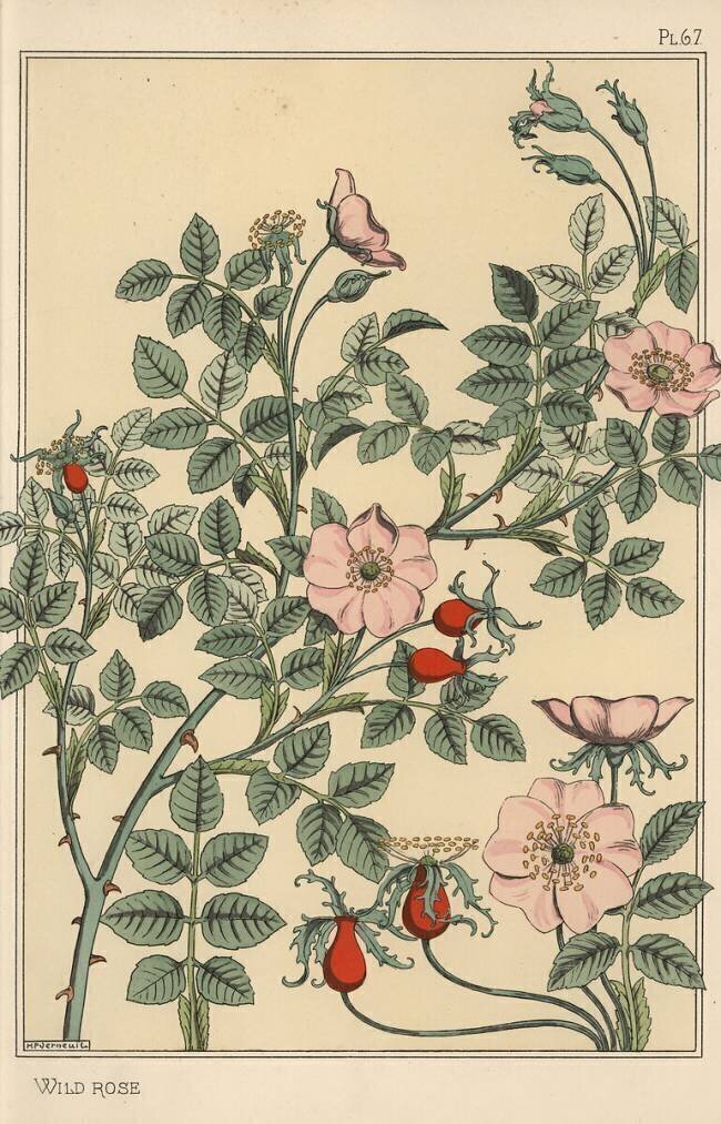 Rose sauvage Eugène Grasset