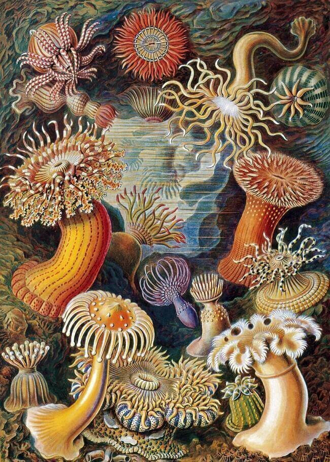 Sea Anemones Ernst Haeckel