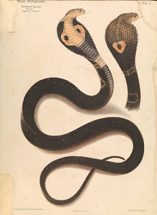 Serpent Joseph Fayrer