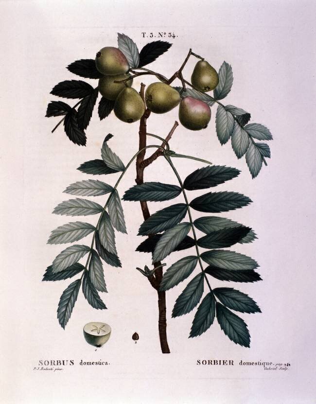 Sorbus domestica Pierre Joseph Redouté