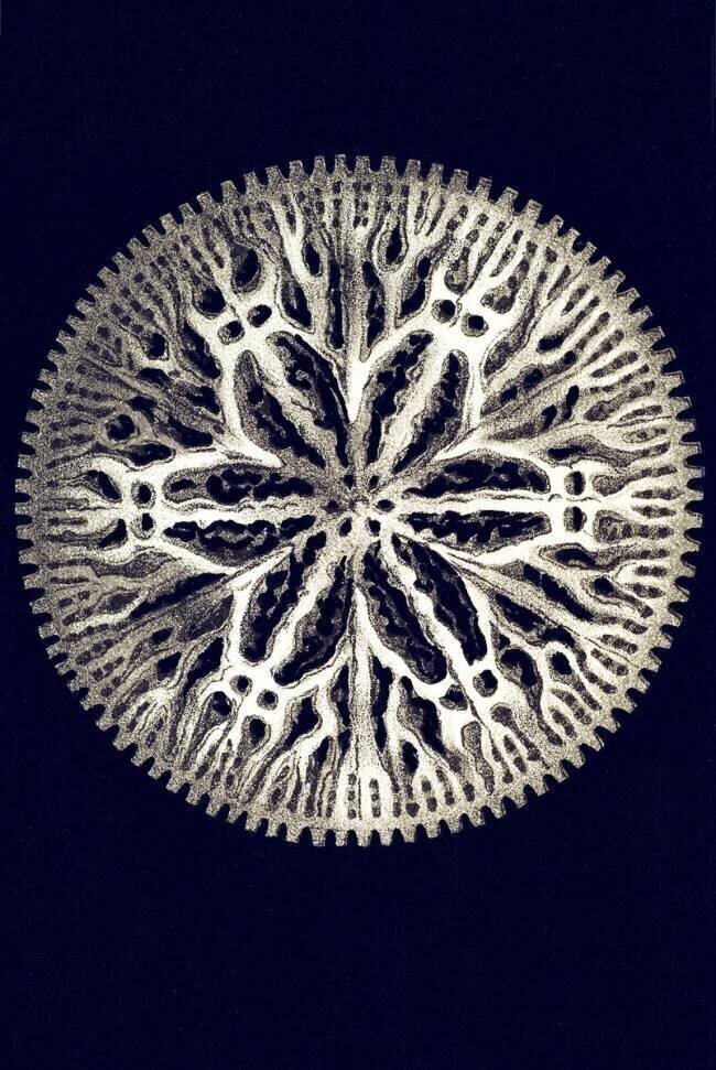 Stephanophyllia complicata Ernst Haeckel