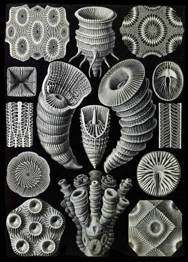 Tetracorallia, Extinct Corals Ernst Haeckel