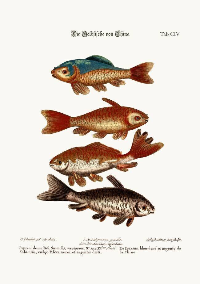 The Goldfish from China, 1749-73 (coloured engraving) George Edwards
