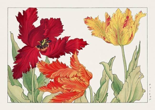 Tulipe perroquet Tanigami Kônan