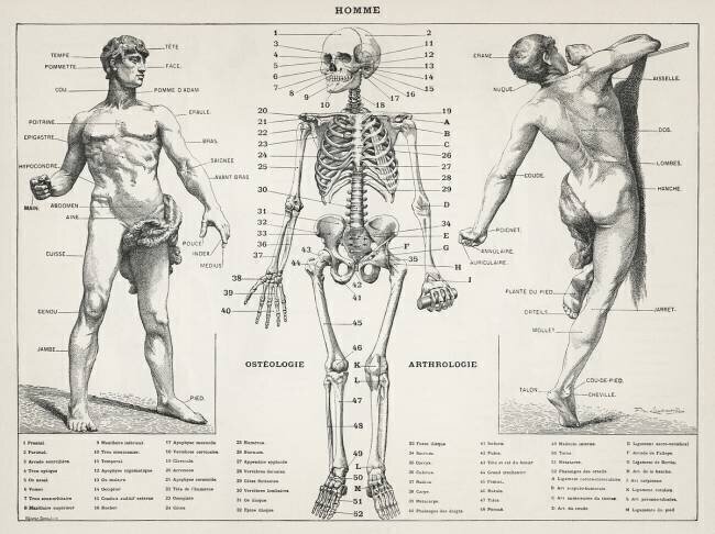 Une illustration ancienne du corps humain Larousse