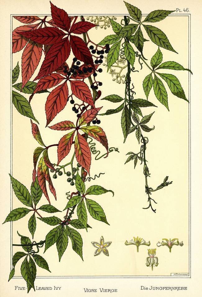 Vigne vierge Maurice Pillard Verneuil