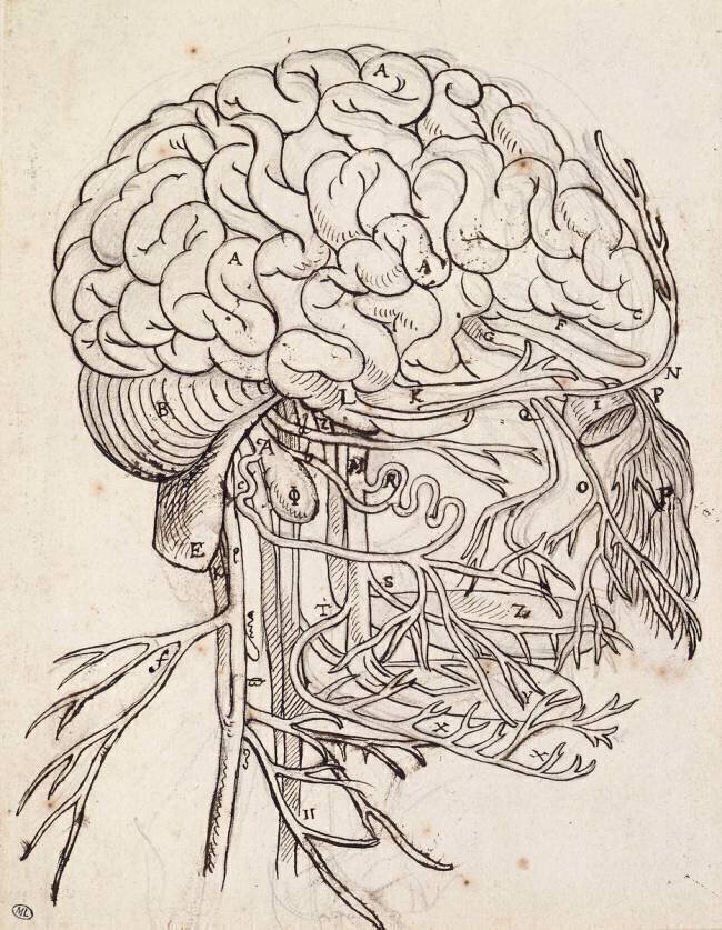 Cerveau, cervelet et nerfs crâniens de l'homme vus de côté Charles Le Brun