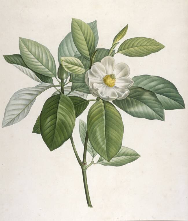 Description des plantes rares que l'on cultive à Navarre et à Malmaison Pierre Joseph Redouté