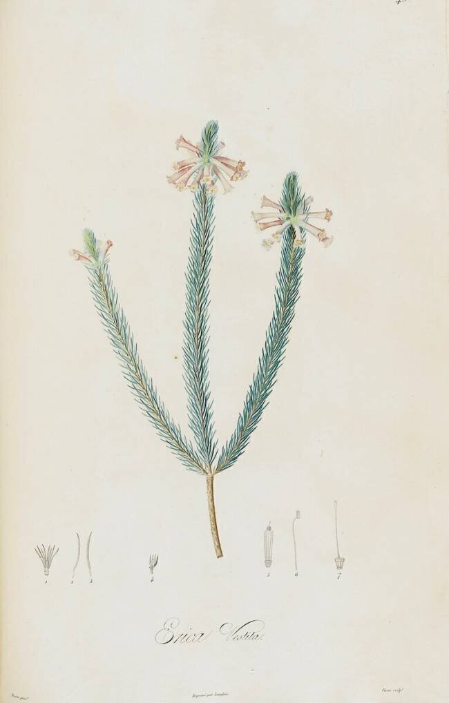 Description des plantes rares que l'on cultive à Navarre et à Malmaison Pierre Joseph Redouté