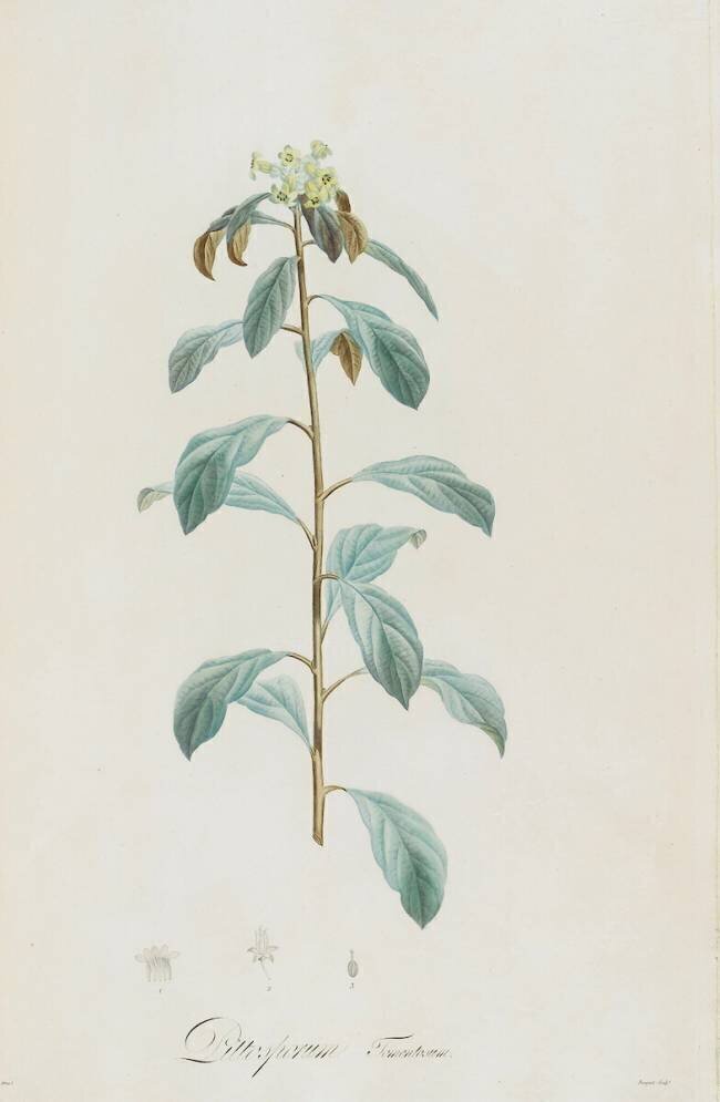 Description des plantes rares que l'on cultive à Navarre et à Malmaison Pierre Joseph Redouté