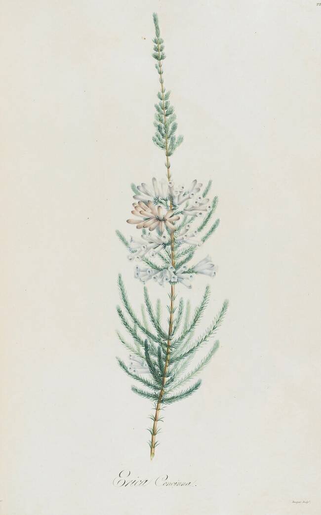 Description des plantes rares que l'on cultive à Navarre et à Malmaison Pierre Joseph Redouté