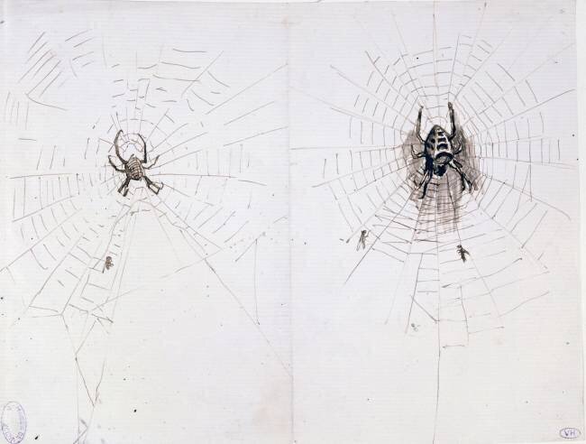 Deux études d'araignées Victor Hugo