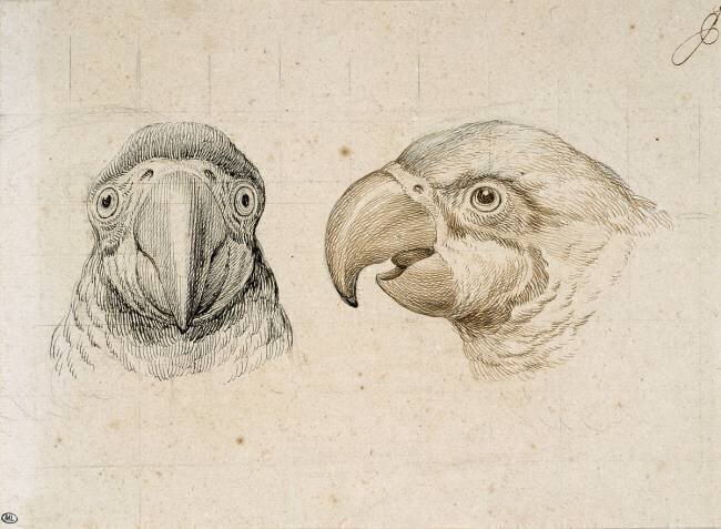 Deux têtes de perroquets Charles Le Brun