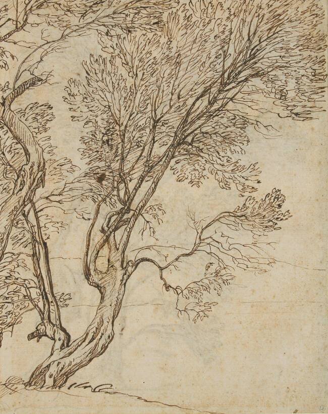 Etude de deux arbres grêles Claude Gellée