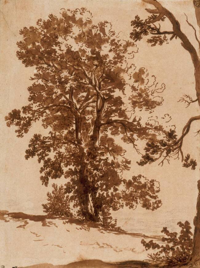 Etude de paysage : étude d'arbres Nicolas Poussin