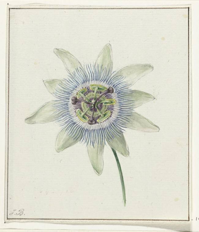 Fleur de Passion Jean Bernard
