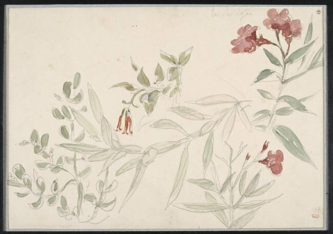 Fleurs de laurier-rose Eugène Delacroix