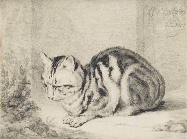 Le chat couché anonyme
