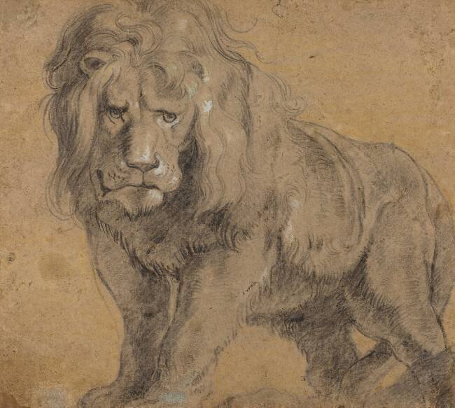 Lion Pierre Paul Rubens