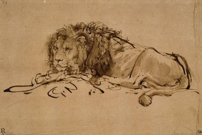 Lion au repos Rembrandt