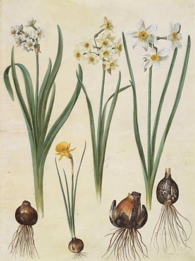 Narcissus tazetta Hans Simon Holtzbecker