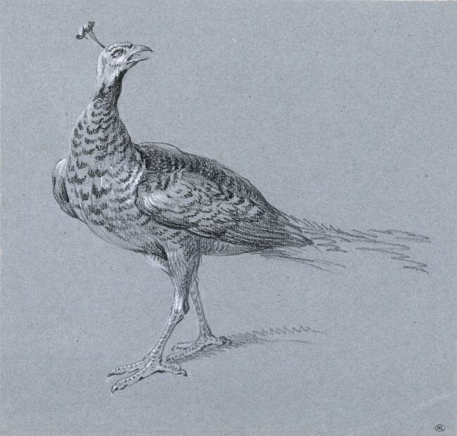 Paon Jean-Baptiste Oudry