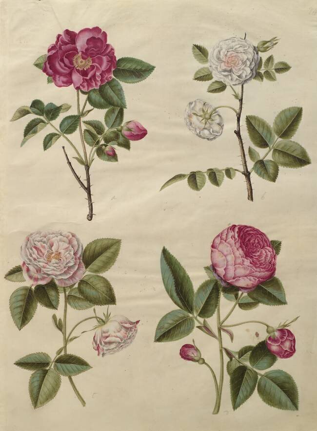 Rosa gallica de l'album Gottorfer Codex Hans Simon Holtzbecker