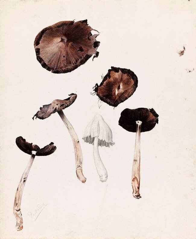 Six champignons Emile Gallé