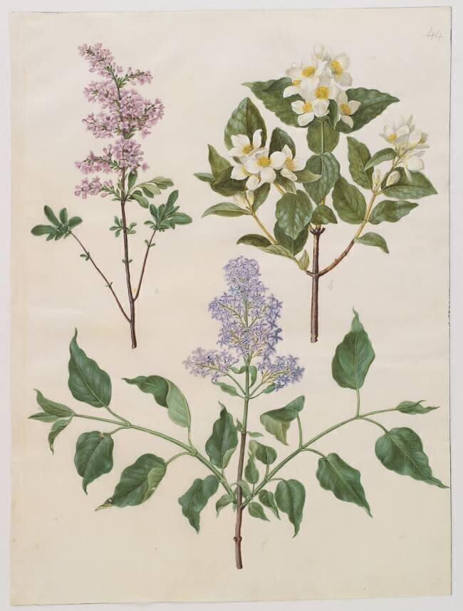 Syringa persica Hans Simon Holtzbecker