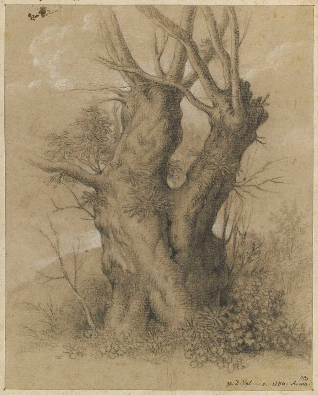 Tronc d'arbres très gros avec deux rameaux Pierre Henri de Valenciennes