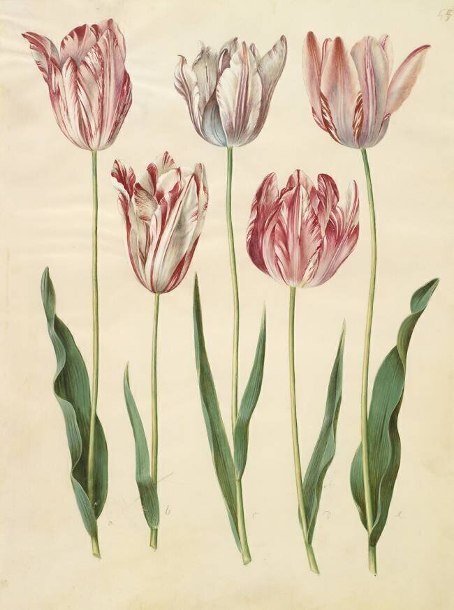 Tulipa gesneriana de l'album Gottorfer Codex Hans Simon Holtzbecker