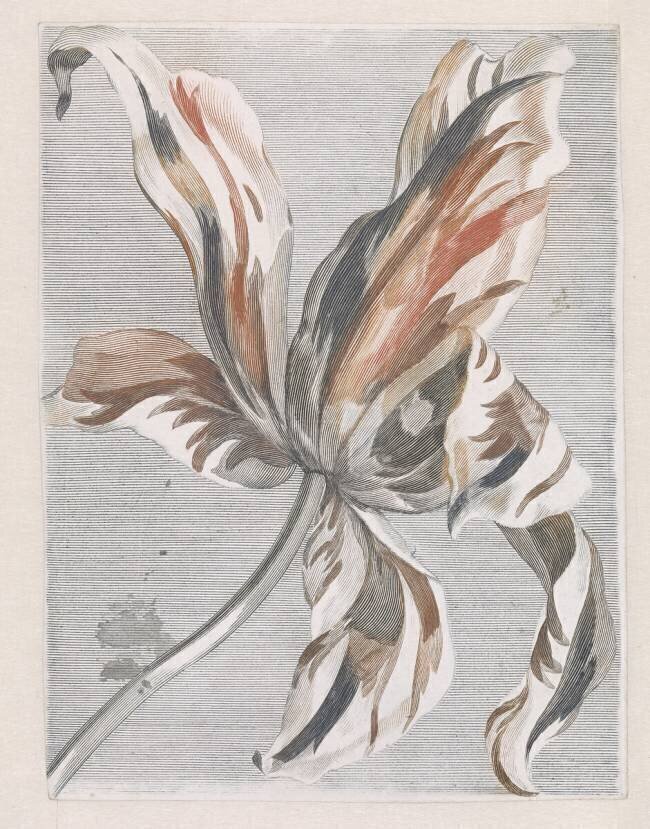 Tulipe anonyme
