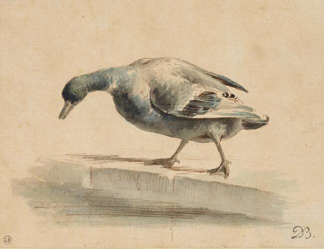 Un canard au bord d'un bassin Jean-Jacques de Boissieu