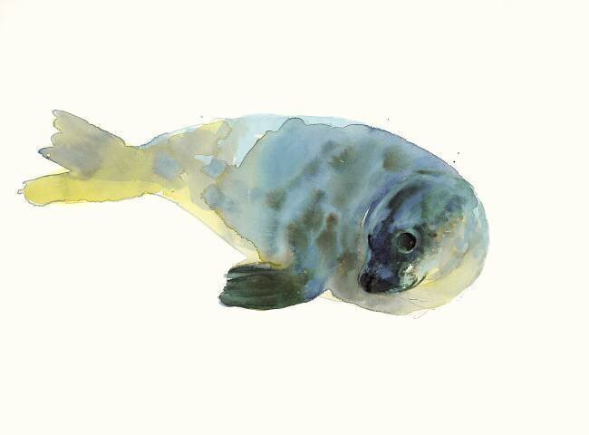 Aqua Green Mark Adlington