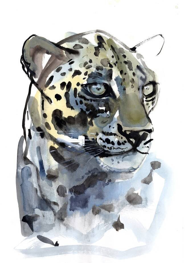 Arabian Leopard Mark Adlington